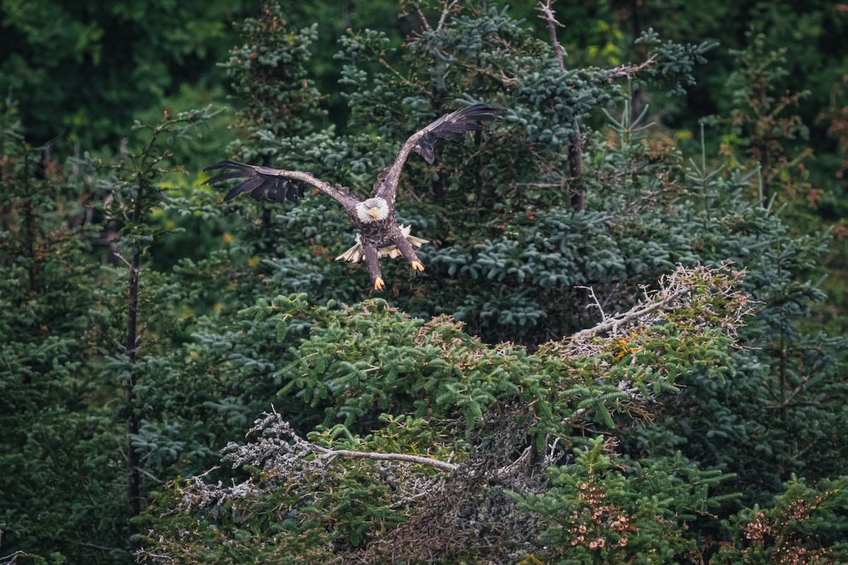 Bald Eagle - ML621837606