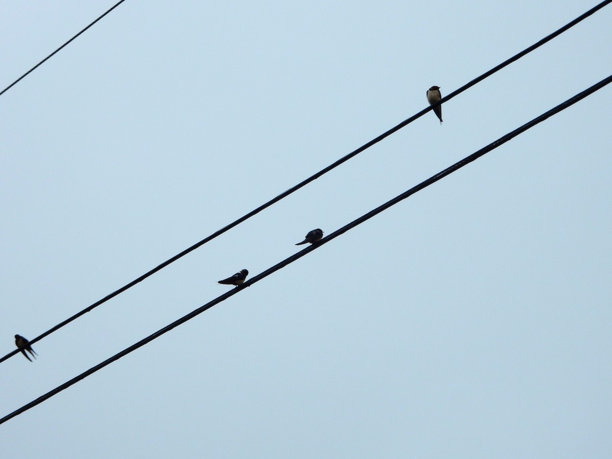 Barn Swallow - ML621837648