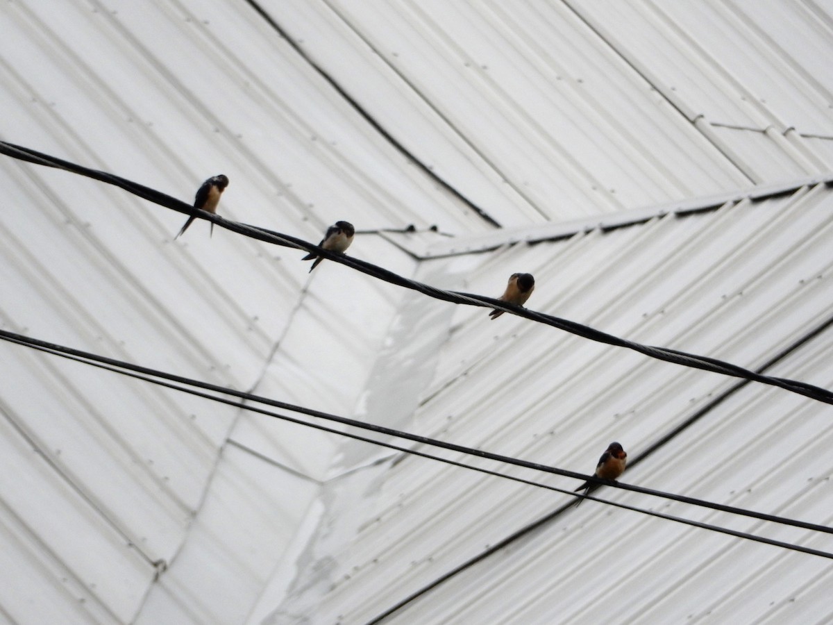 Barn Swallow - Hilary Currier