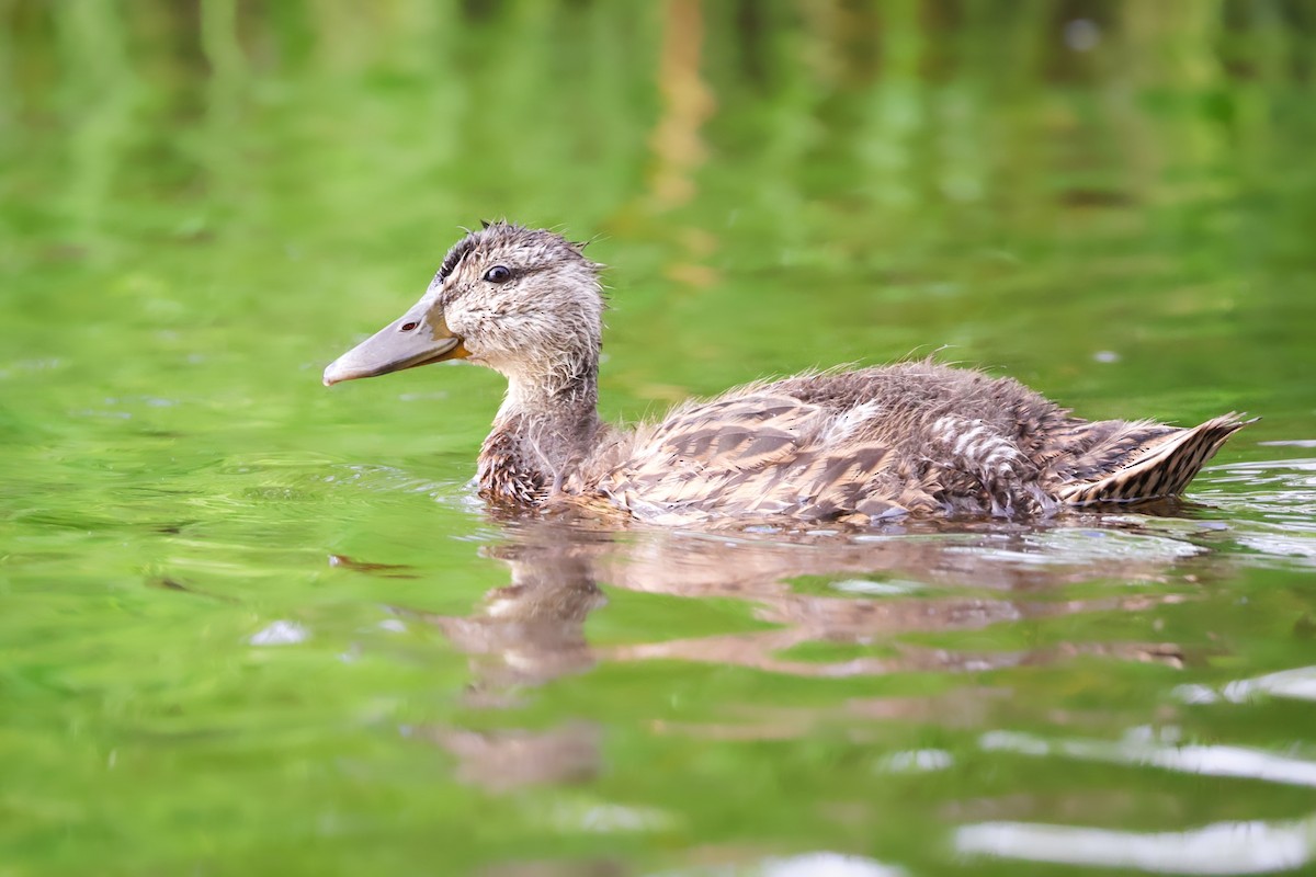 Mallard - ML621837797