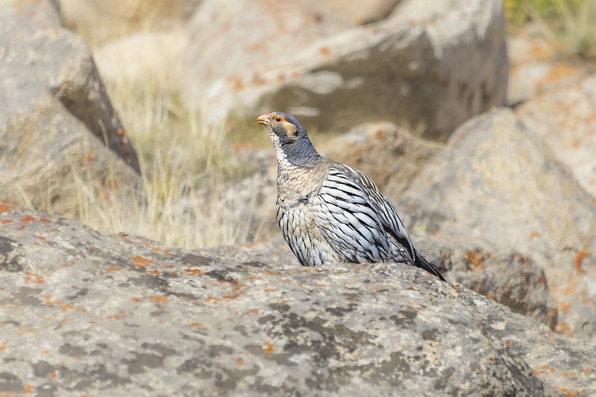 Tibetan Snowcock - arjun basandrai