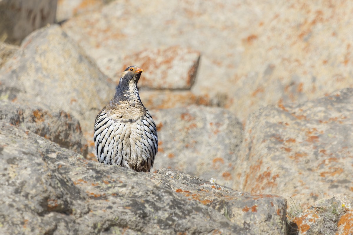 Tibetan Snowcock - ML621837864