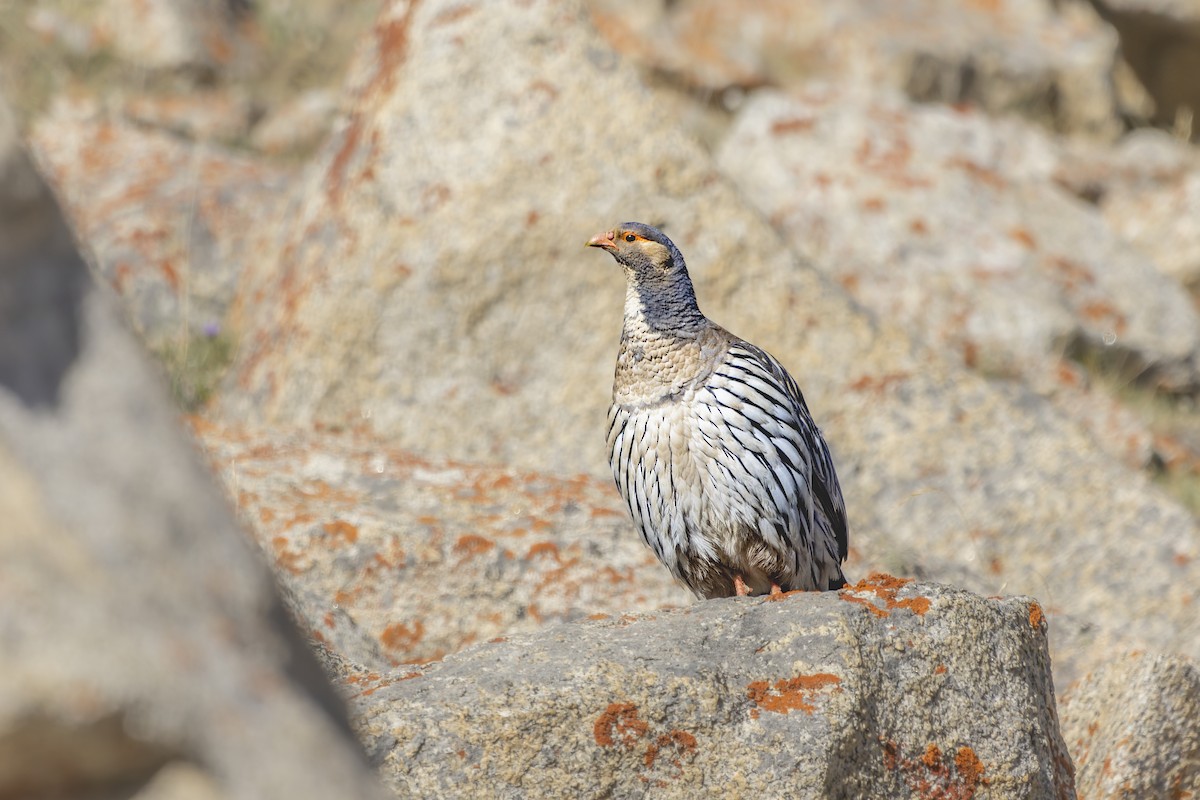 Tibetan Snowcock - ML621837865