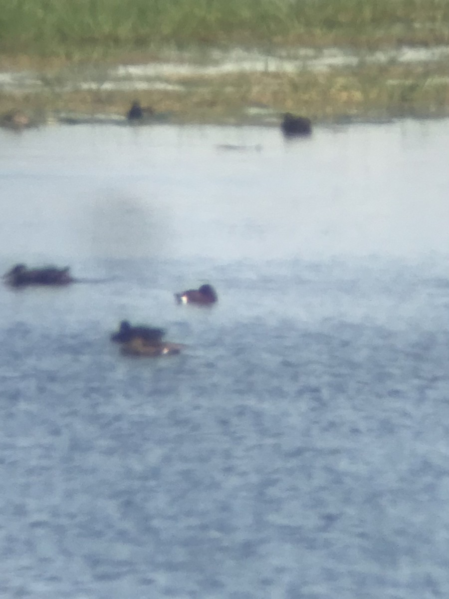 Ferruginous Duck - ML621837907