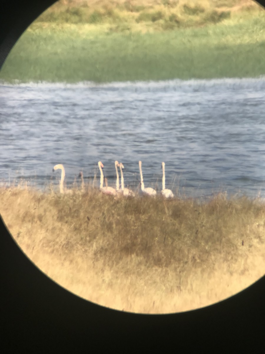 Greater Flamingo - ML621837908