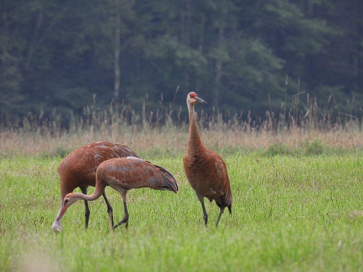 Sandhill Crane - ML621837943