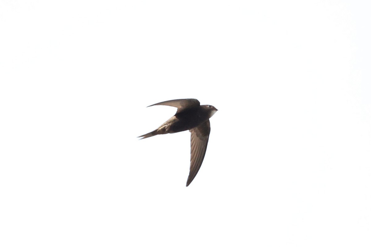 Common Swift - ML621837994