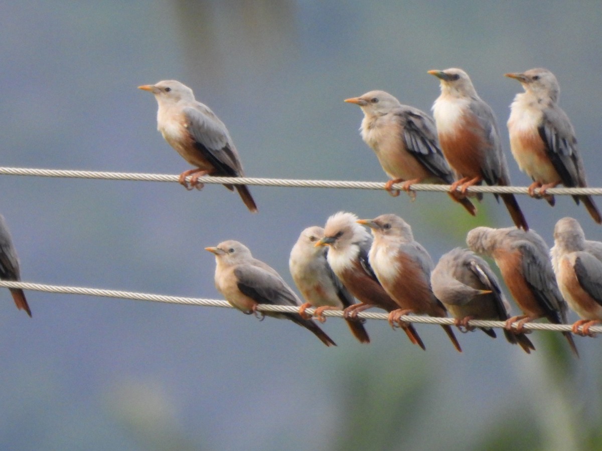 Malabar Starling - ML621838099