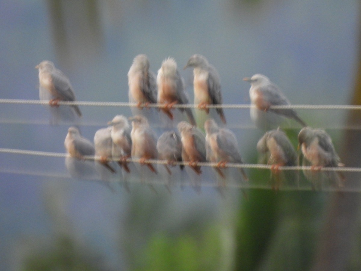 Malabar Starling - ML621838100