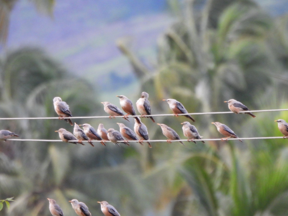 Malabar Starling - Ramesh R