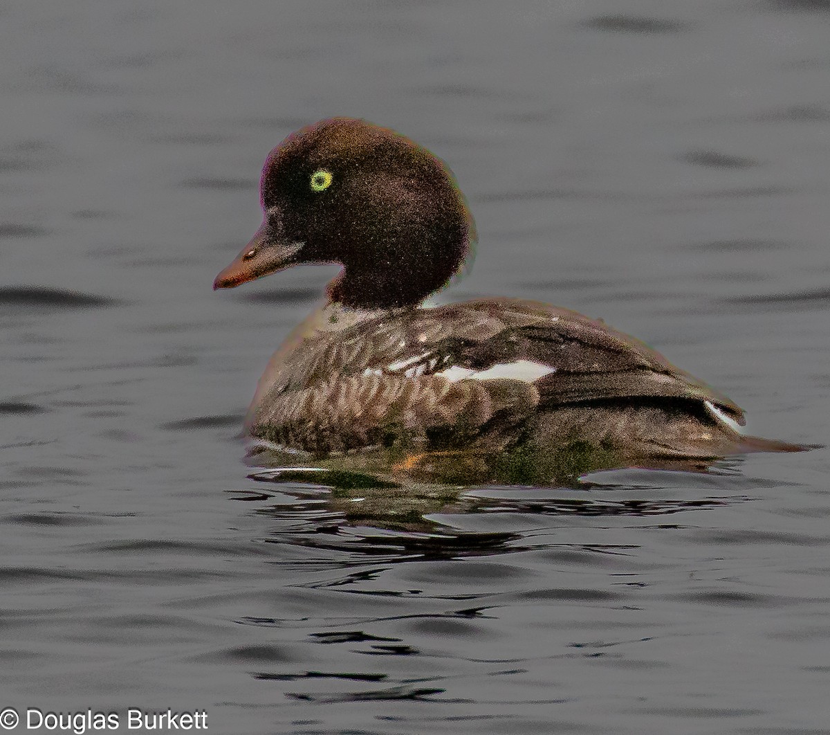 Barrow's Goldeneye - ML621838120