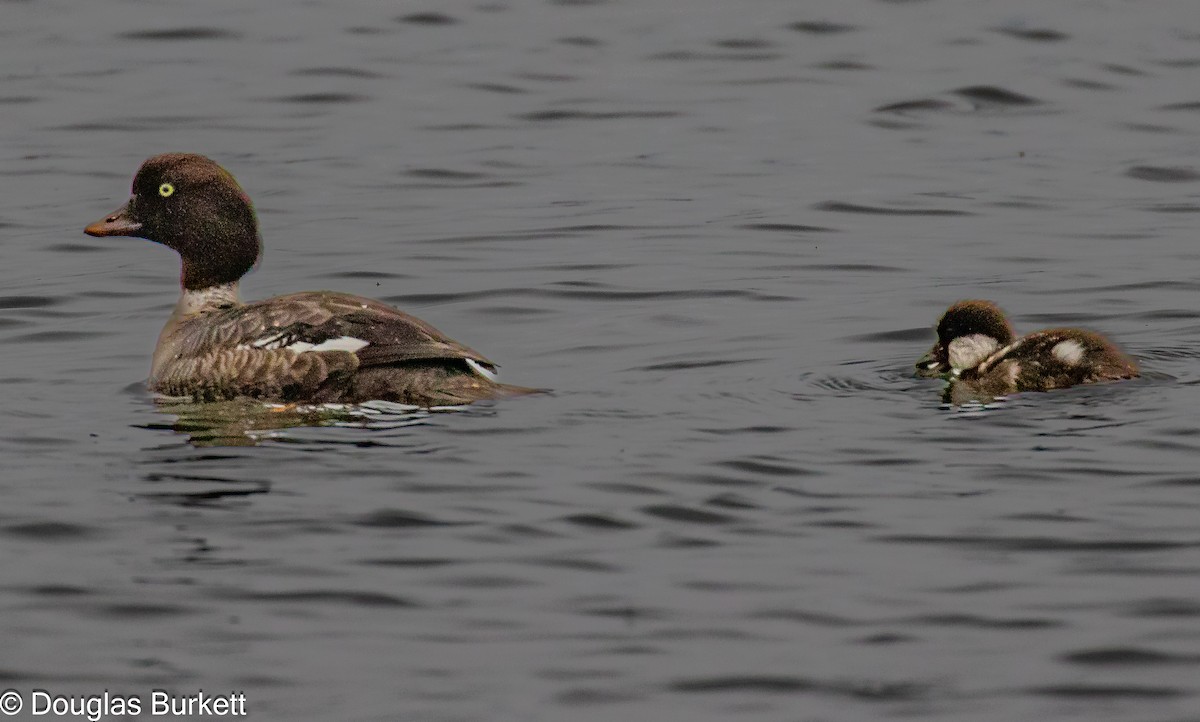 Barrow's Goldeneye - ML621838121