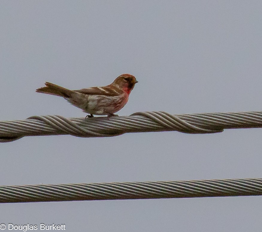 Common Redpoll - ML621838132