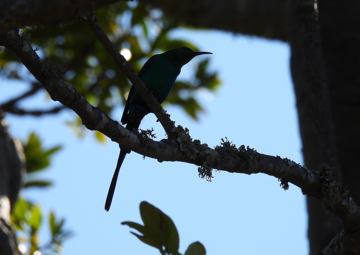 Malachite Sunbird - ML621838157