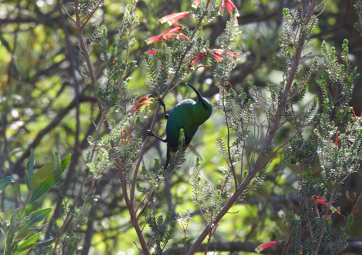 Malachite Sunbird - ML621838158