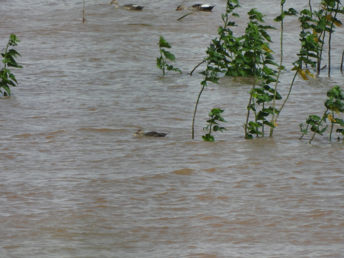 Indian Spot-billed Duck - ML621838180