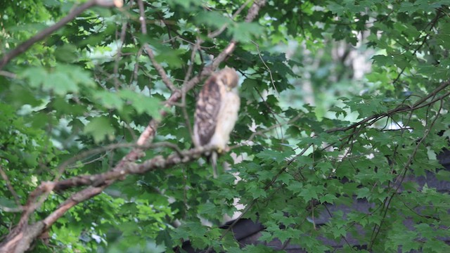 Red-shouldered Hawk - ML621838192