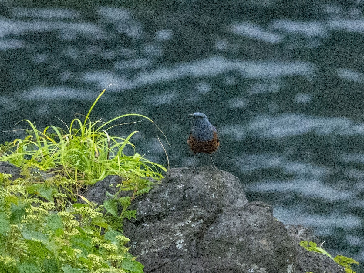 Blue Rock-Thrush (philippensis) - Boris Georgi