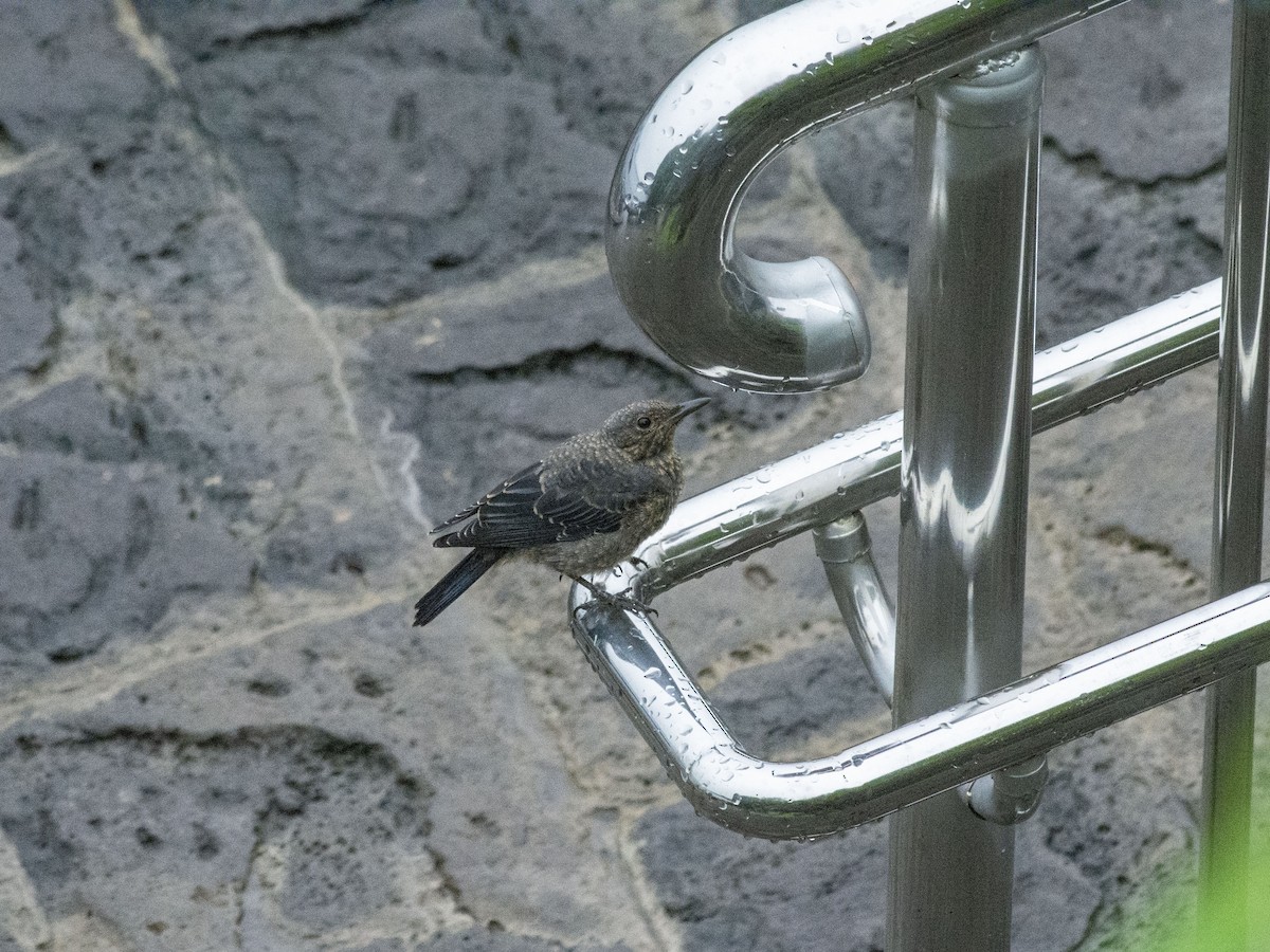 Blue Rock-Thrush (philippensis) - Boris Georgi