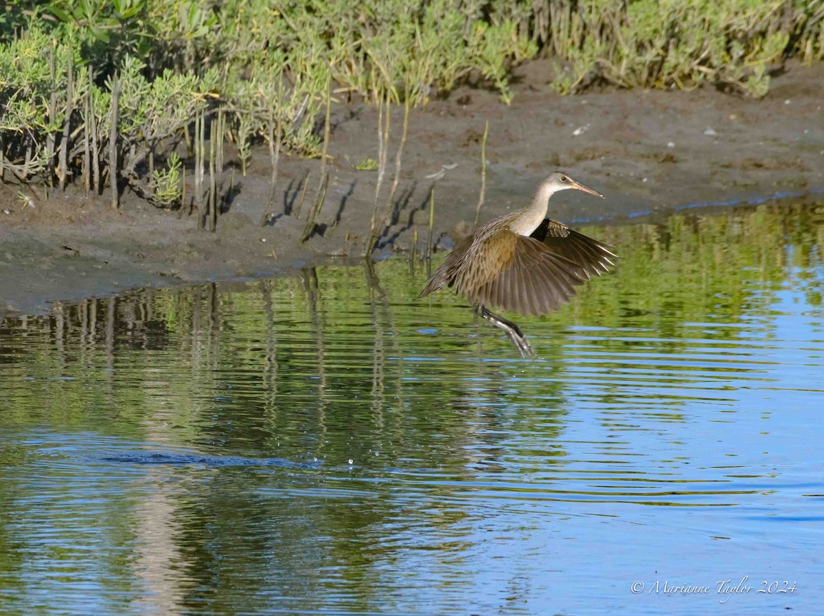 Clapper Rail - ML621838258