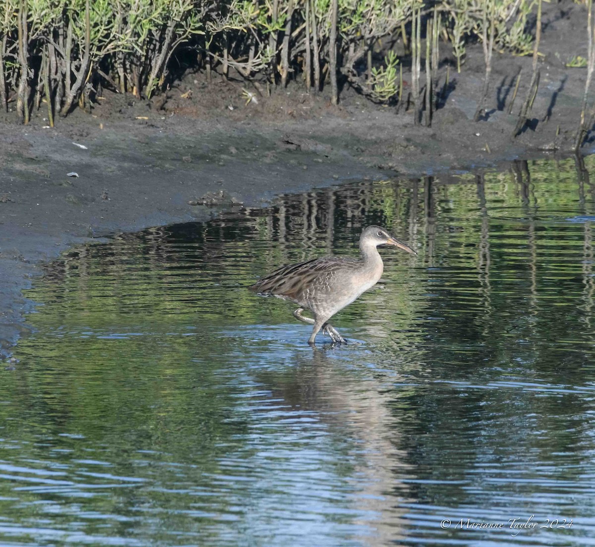 Clapper Rail - ML621838259