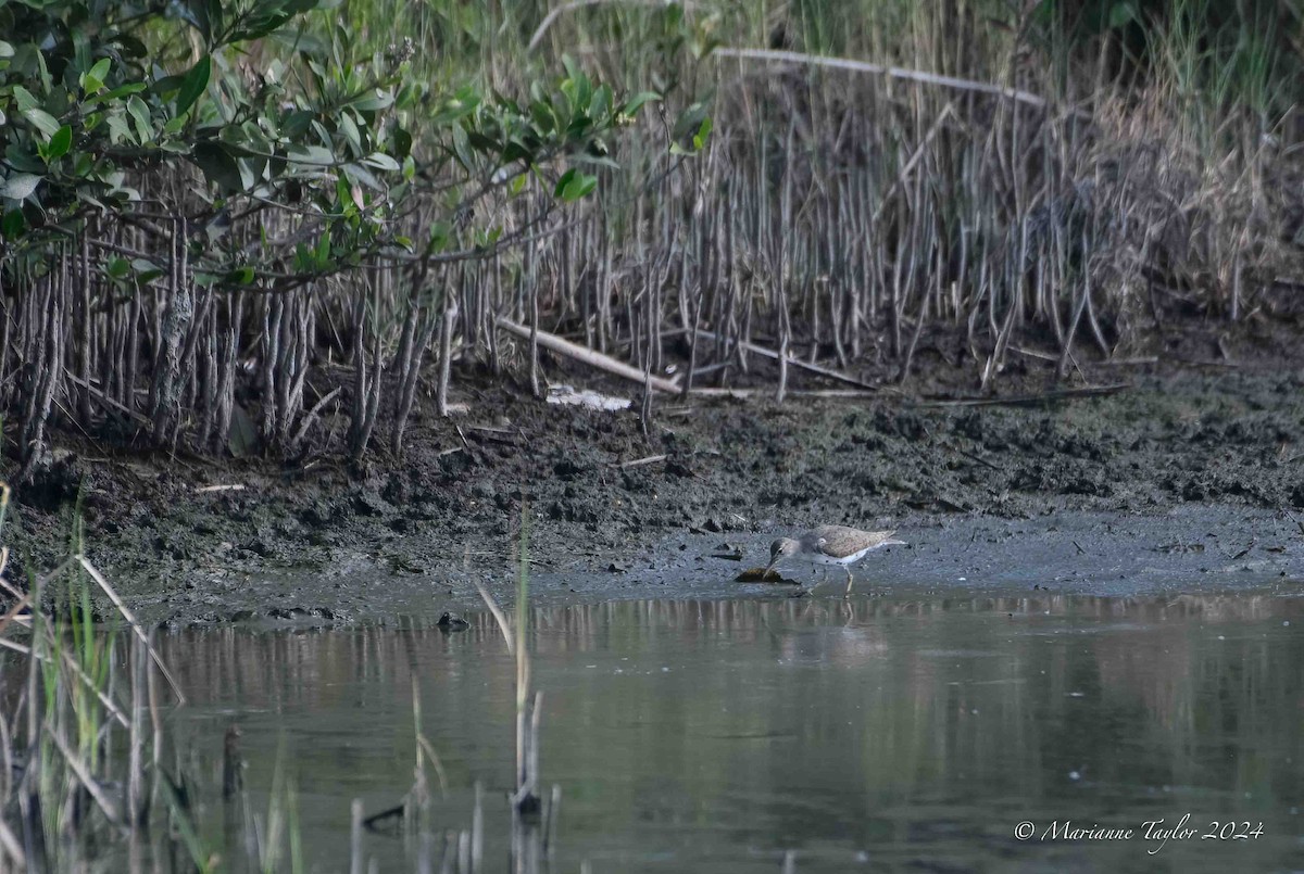 Spotted Sandpiper - ML621838264