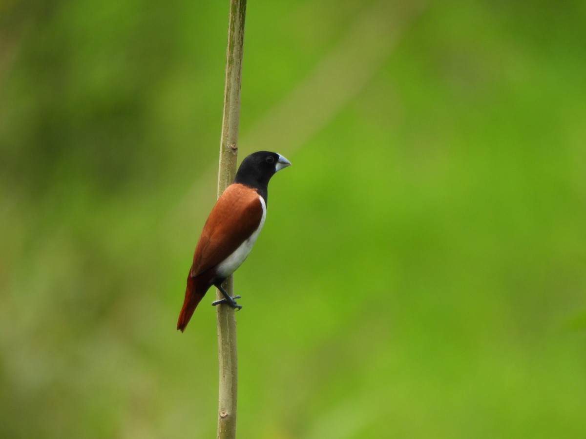 Tricolored Munia - ML621838323