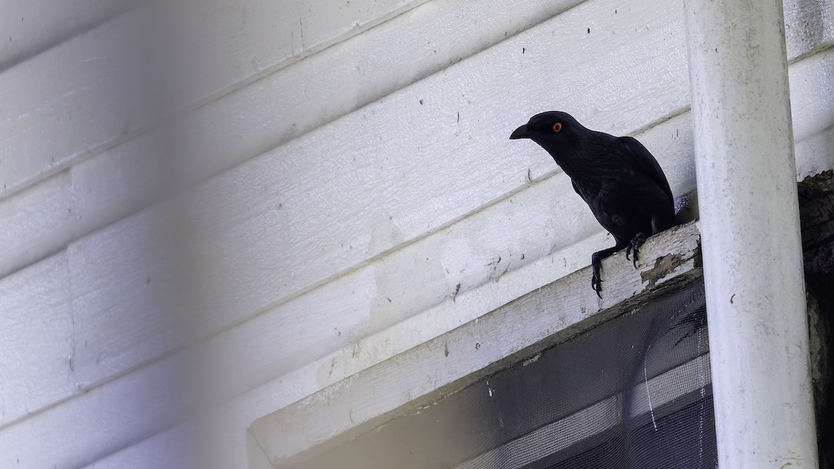 Singing Starling - ML621838352