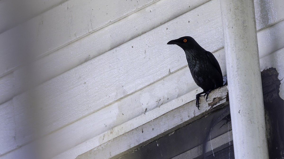 Singing Starling - ML621838355