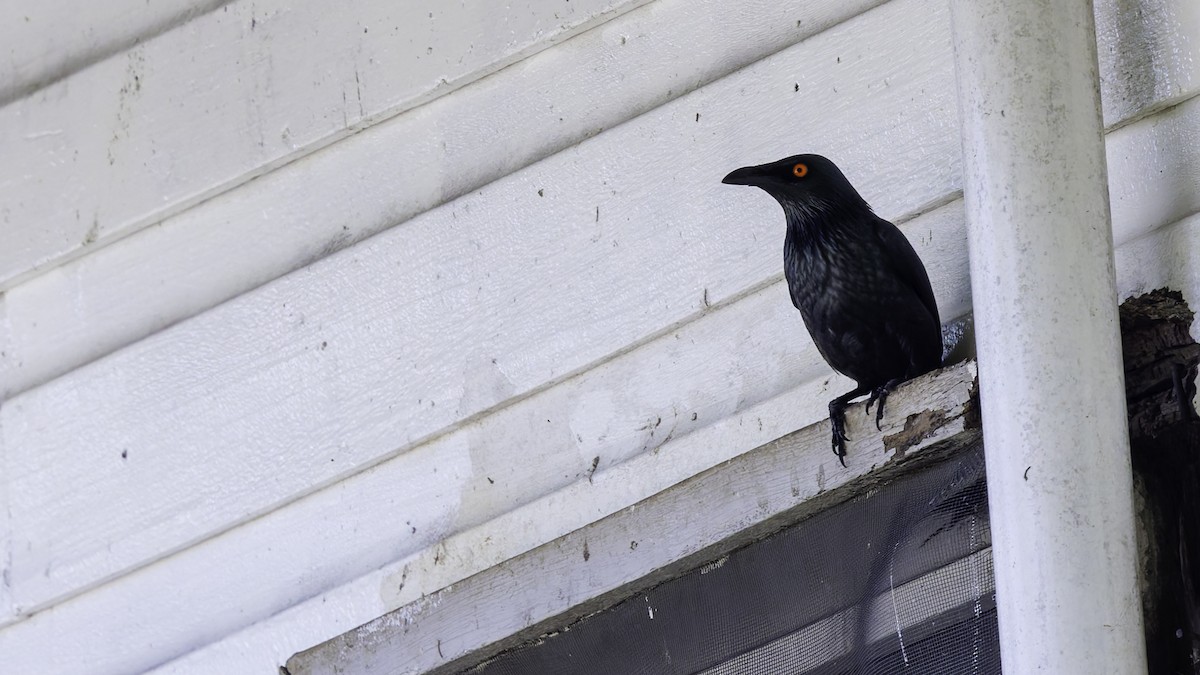 Singing Starling - ML621838357