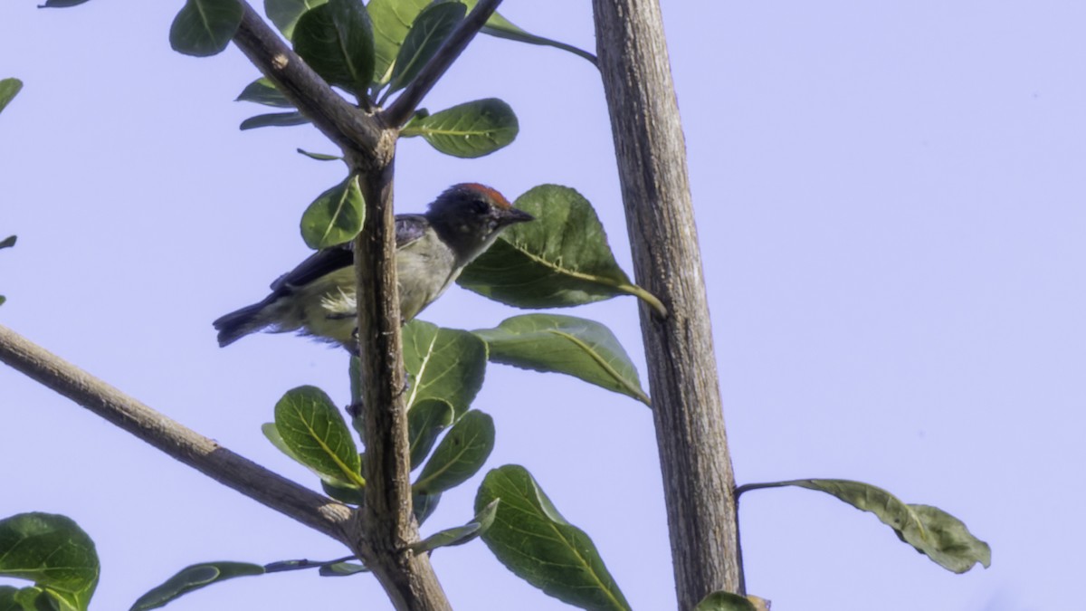 Red-capped Flowerpecker - ML621838380