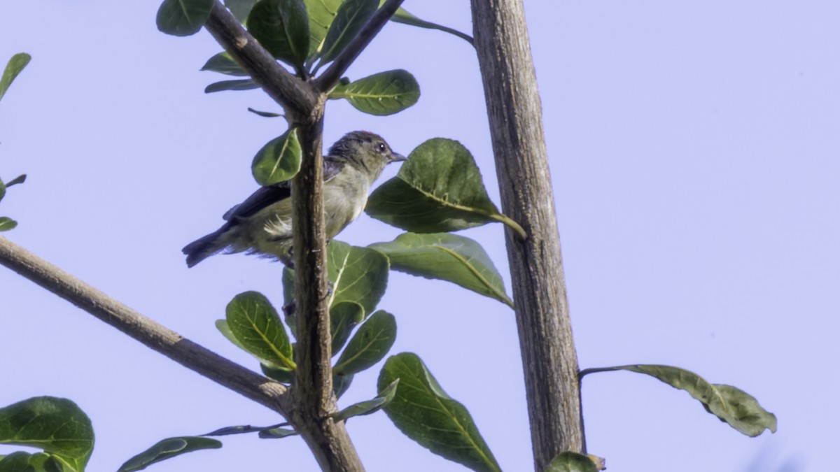 Red-capped Flowerpecker - ML621838381