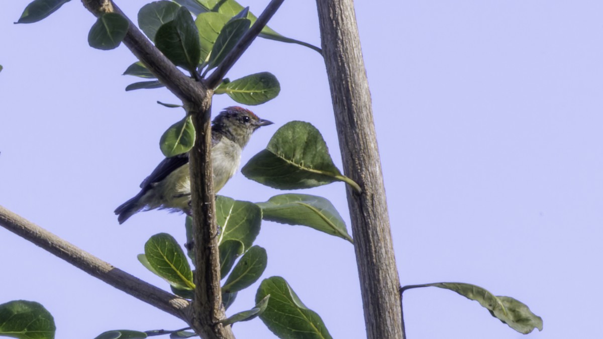 Red-capped Flowerpecker - ML621838383