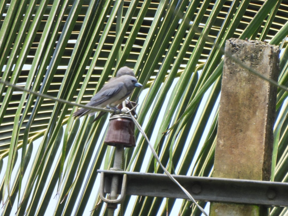 Ashy Woodswallow - Ramesh R