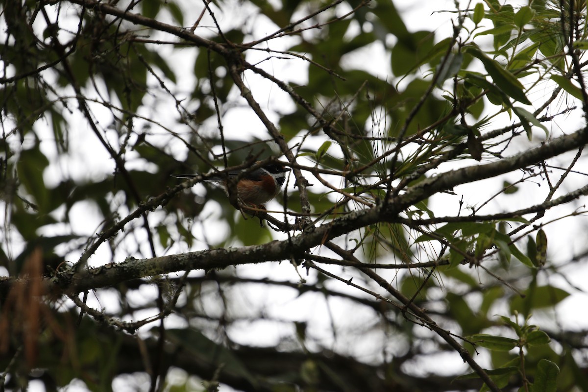 Black-throated Tit (Black-throated) - ML621838391