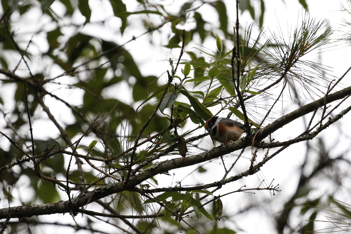 Black-throated Tit (Black-throated) - ML621838392