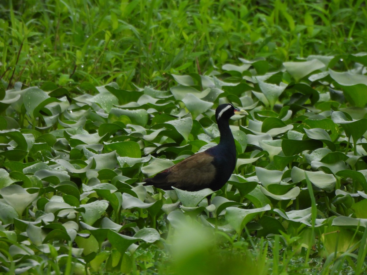 Bronze-winged Jacana - ML621838444