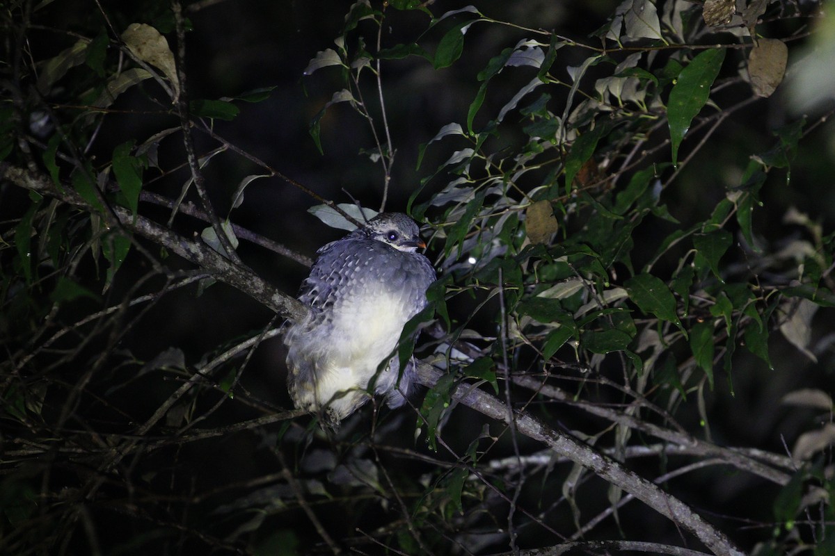 Taiwan Partridge - ML621838480