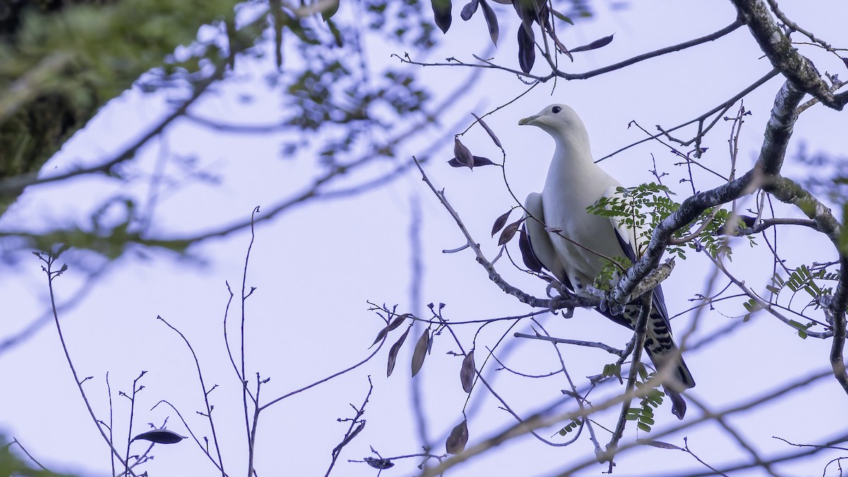 Torresian Imperial-Pigeon - ML621838615