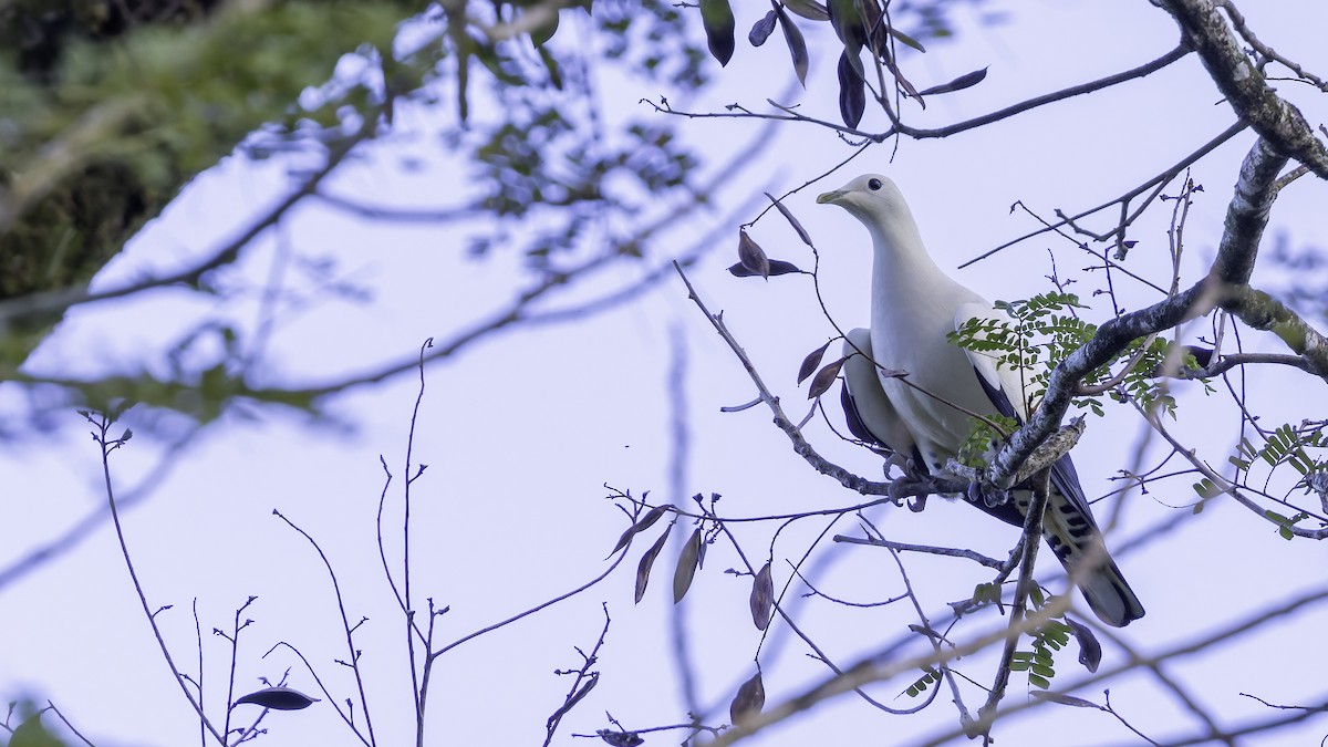 Torresian Imperial-Pigeon - ML621838629