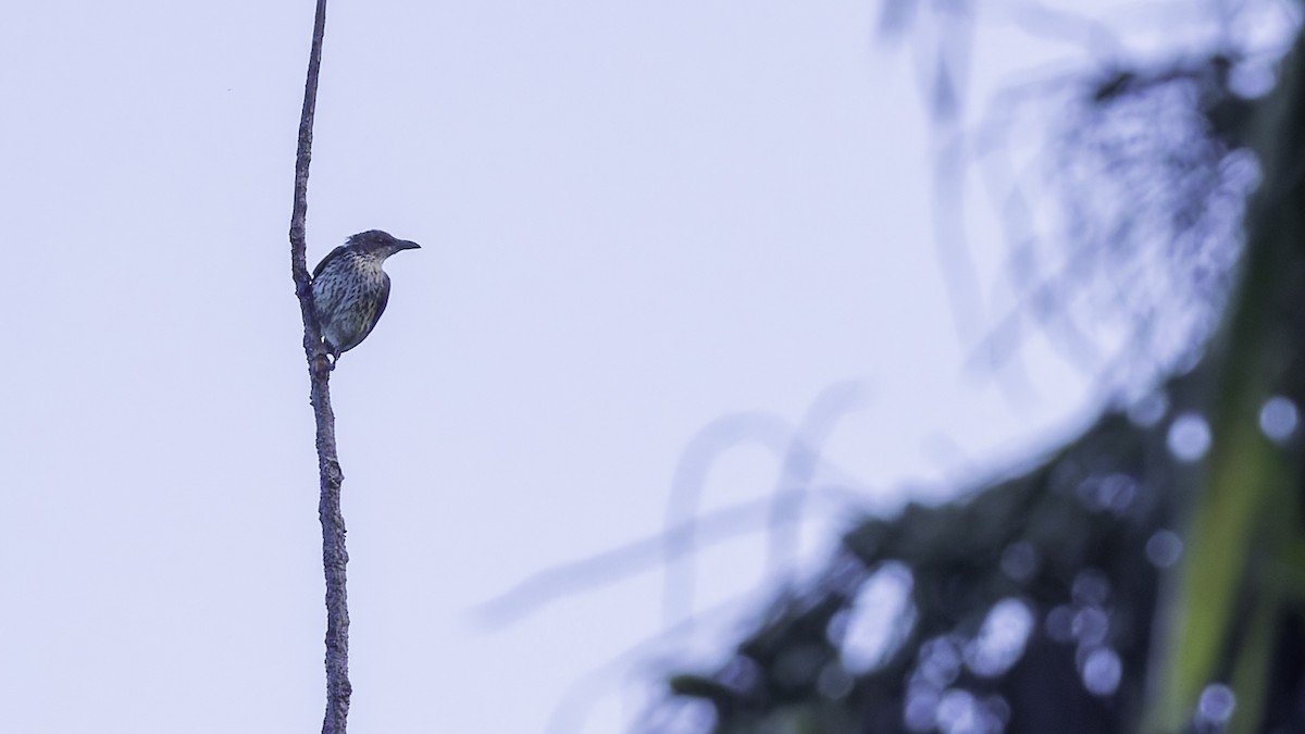 Singing Starling - ML621838635