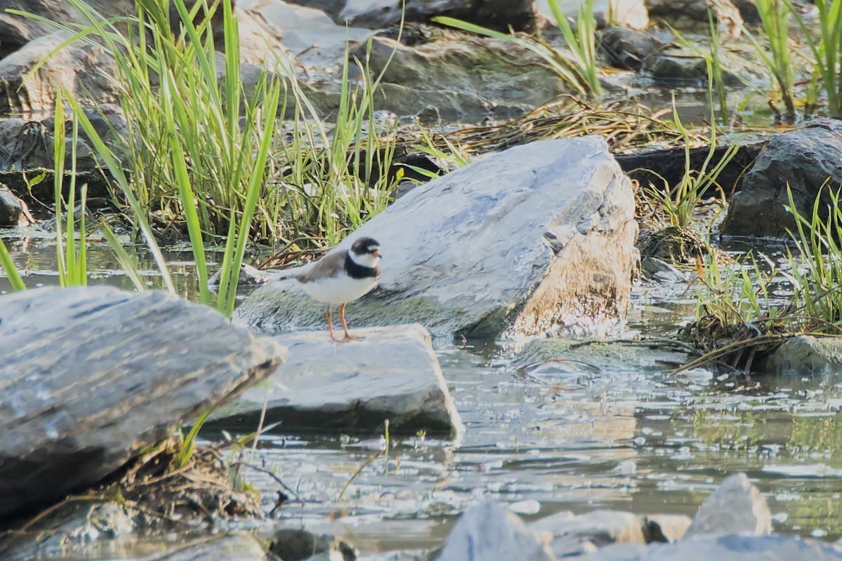 Semipalmated Plover - ML621838675