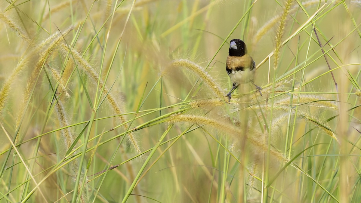 Chestnut-breasted Munia - ML621838676