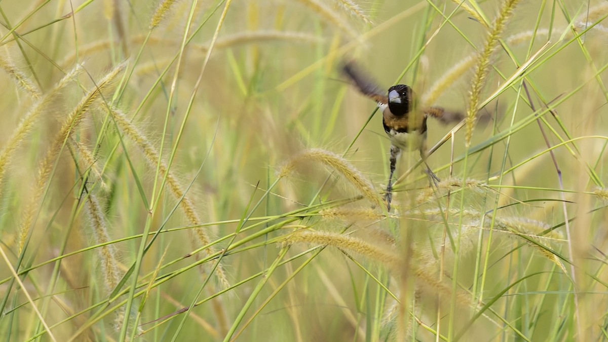 Chestnut-breasted Munia - ML621838682