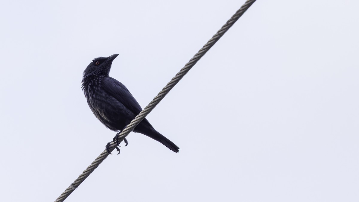 Singing Starling - ML621838701