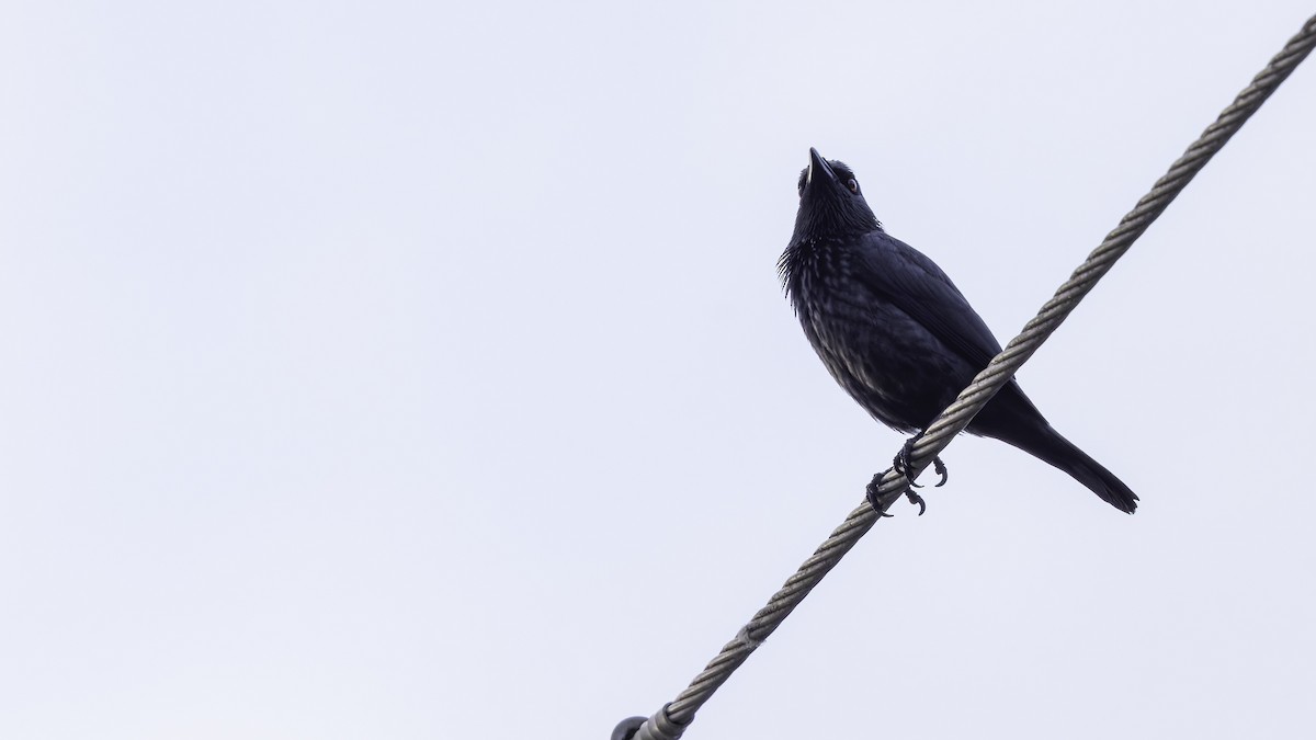 Singing Starling - ML621838706