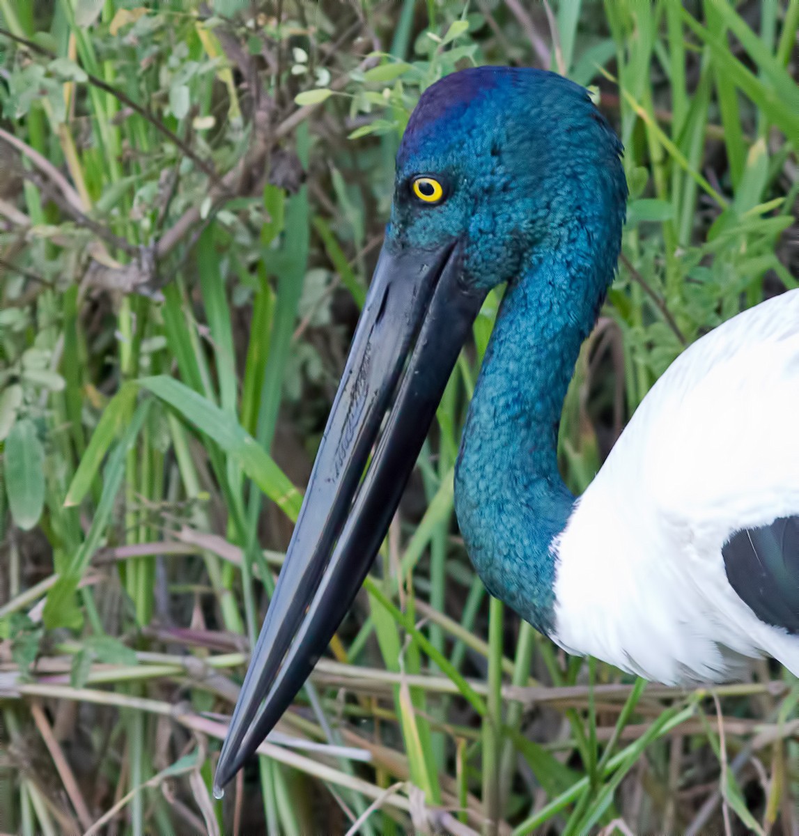 Black-necked Stork - ML621838716