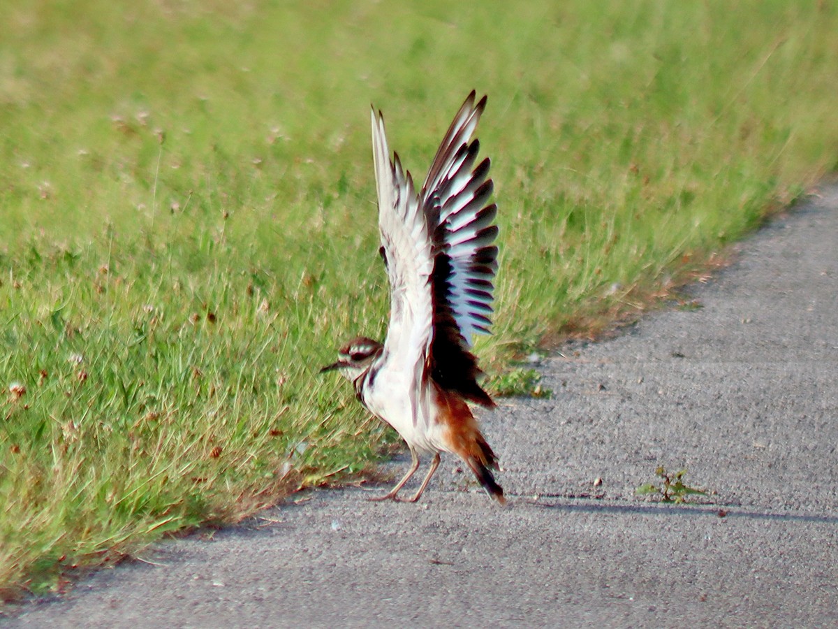 Killdeer - ML621838756