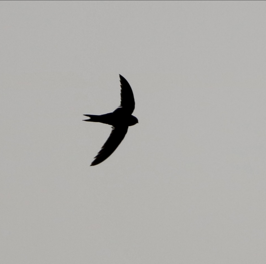 Common Swift - ML621838758