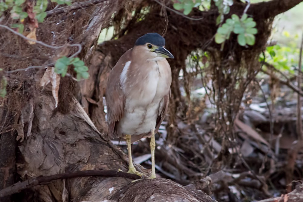 Nankeen Night Heron - ML621838799